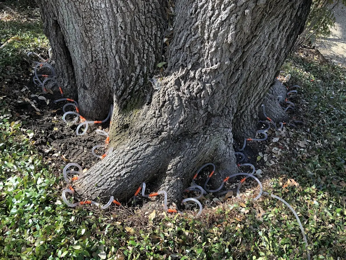 Detailed Tree Cabling and Bracing job site in Altoona